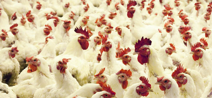 Livestock control